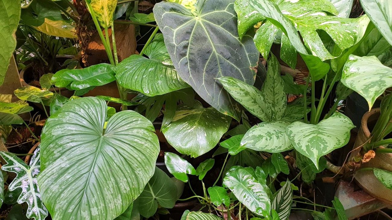 How to choose the perfect Plant Humidifier