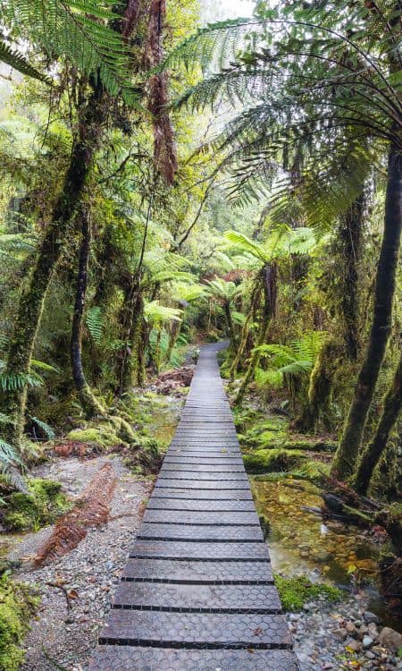 A Bedroom Humidifier can improve your quality of Sleep 4 plant-humidity-fern-forest