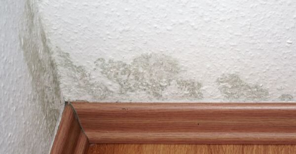 Safe and Sound Humidifying: Tips for Preventing Mold