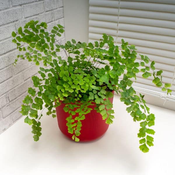 Do Ferns like Humidifiers? 2 maidenhair-fern-humidity