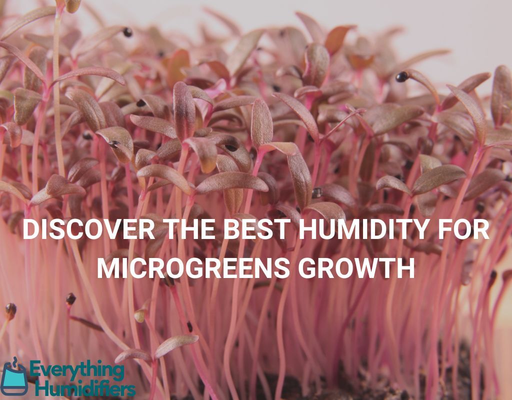 Discover the best Humidity for Microgreens Growth