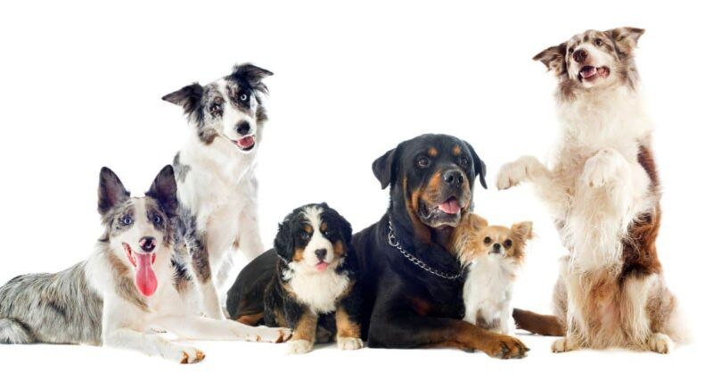 Improved Comfort: Dogs and Humidifiers 9 Dogs-and-humidifiers