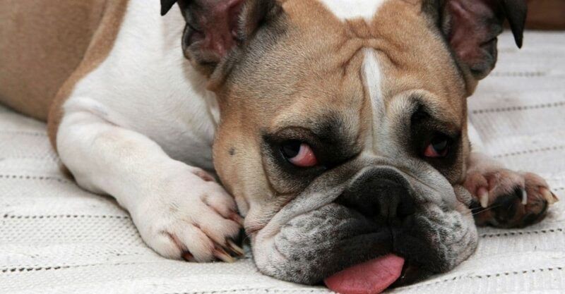 Improved Comfort: Dogs and Humidifiers 12 english-bulldog-lying-down