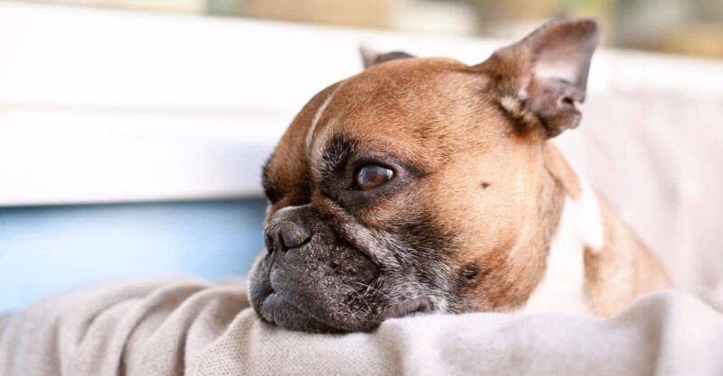 Improved Comfort: Dogs and Humidifiers 10 French-Bulldog-resting