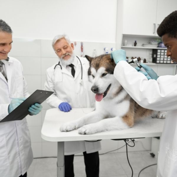 Improved Comfort: Dogs and Humidifiers 24 Malamute-vet-checkup