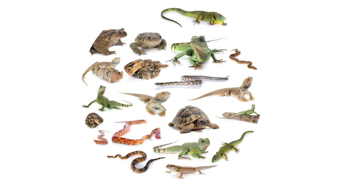 Do All Reptiles Need a Humidifier?
