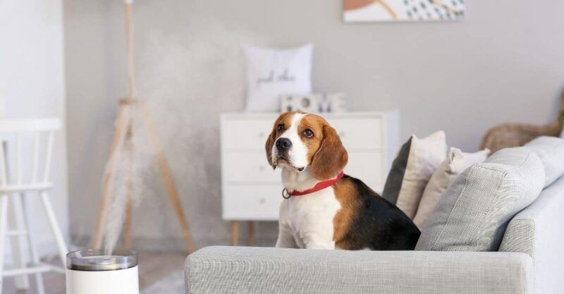 Improved Comfort: Dogs and Humidifiers 22 beagle-and-humidifier
