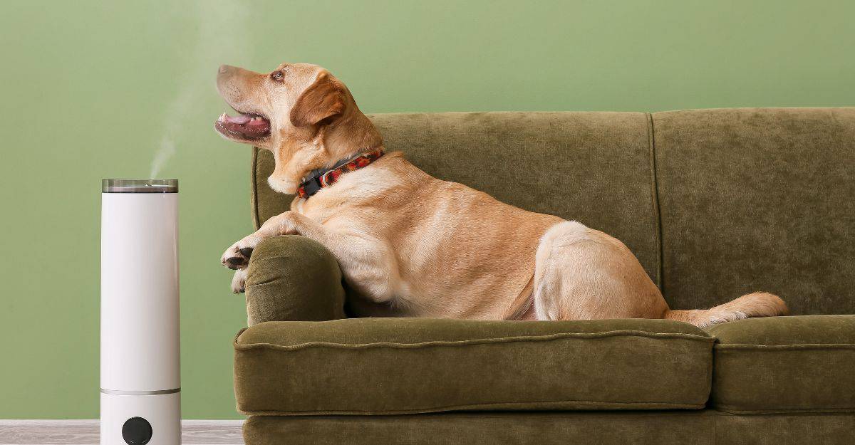 Improved Comfort: Dogs and Humidifiers