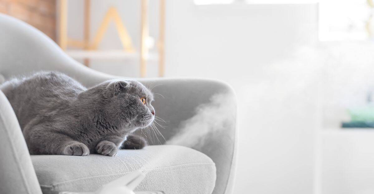 Is a Humidifier OK for Cats?