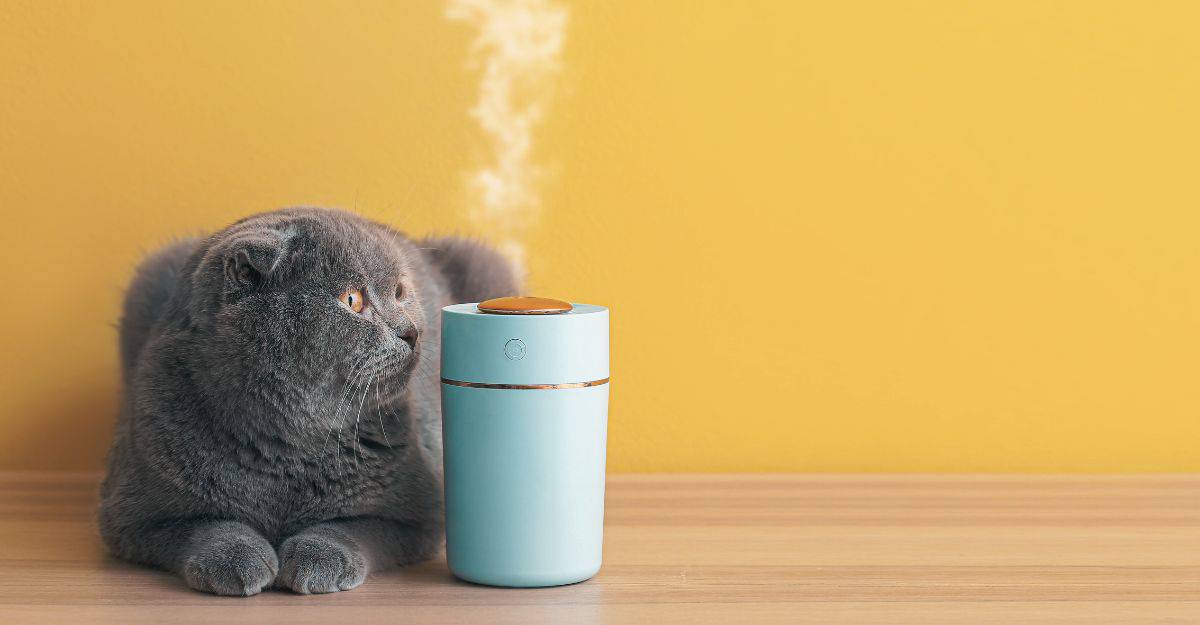 Is a Humidifier OK for Cats? Everything Humidifiers