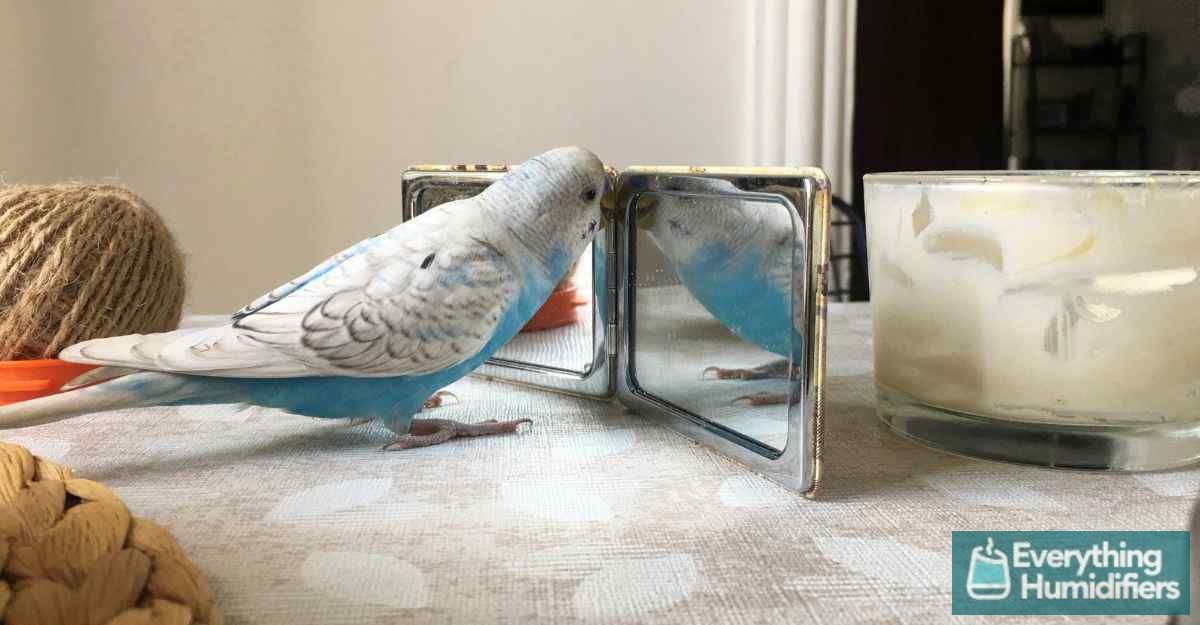 Are Humidifiers Good for Birds? Everything Humidifiers