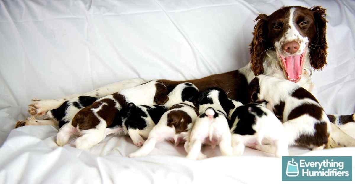 8 Signs Your Dog may need a Humidifier 4 english-springer-spaniel-nursing-puppies