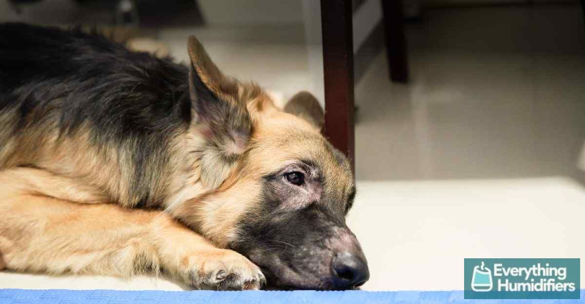 8 Signs Your Dog may need a Humidifier 6 german-shepherd-dermatitis
