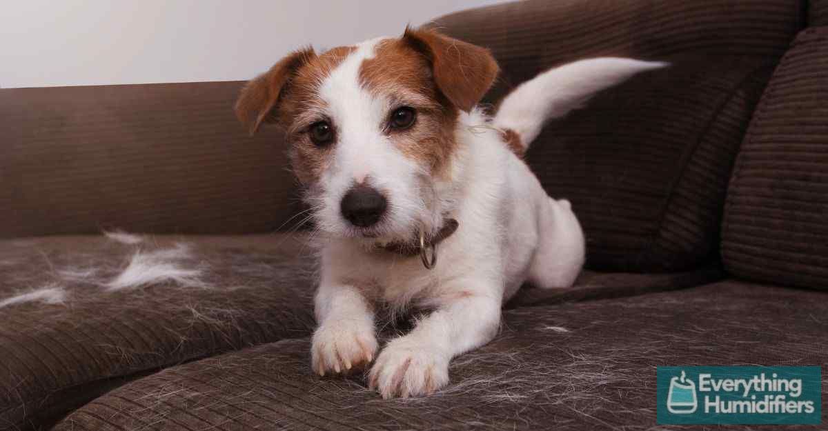 8 Signs Your Dog may need a Humidifier 2 jack-russell-shedding