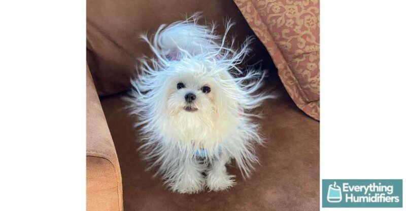 8 Signs Your Dog may need a Humidifier 3 maltese-static-electricity