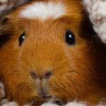 Are Humidifiers Safe for Small Pets? A Guide for Pet Owners