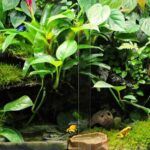 Do Frogs Need a Humidifier for Optimal Health?