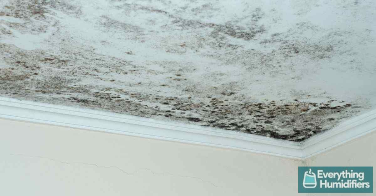 Will an Aquarium Increase Humidity? Does it affect your Fish? 21 indoor-roof-mold