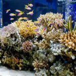 Will an Aquarium Increase Humidity? Does it affect your Fish?