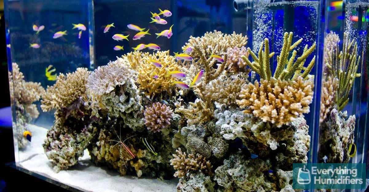 Will an Aquarium Increase Humidity? Does it affect your Fish?