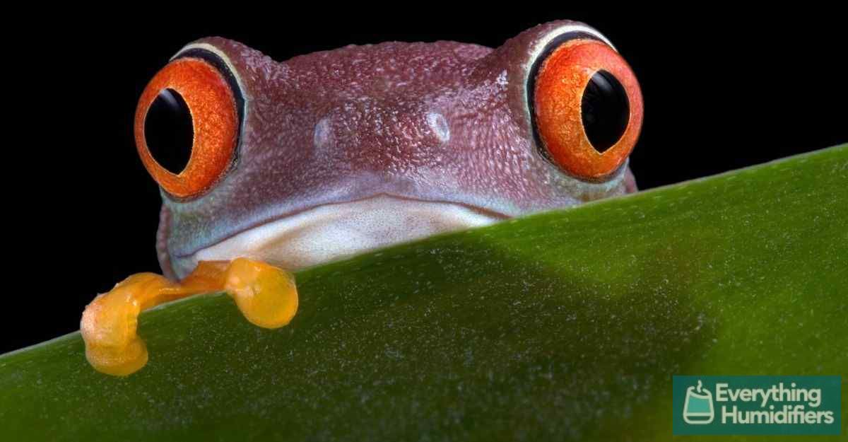 Do Frogs Need a Humidifier for Optimal Health? 15 red-eyed-tree-frog