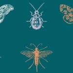 Meet 12 Pet Insects That Like Humidity and Make Great Pets