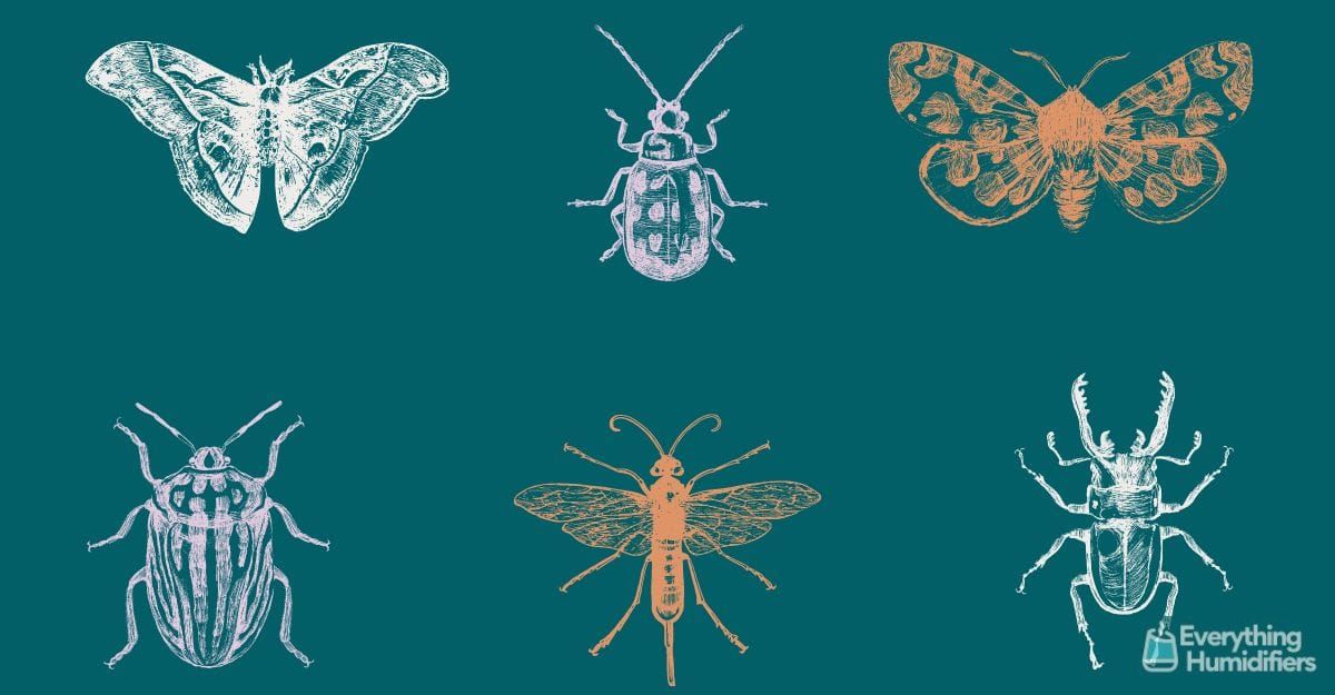 Meet 12 Pet Insects That Like Humidity and Make Great Pets