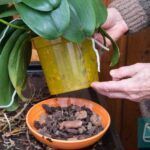 Do Humidity Trays Work for Orchids?