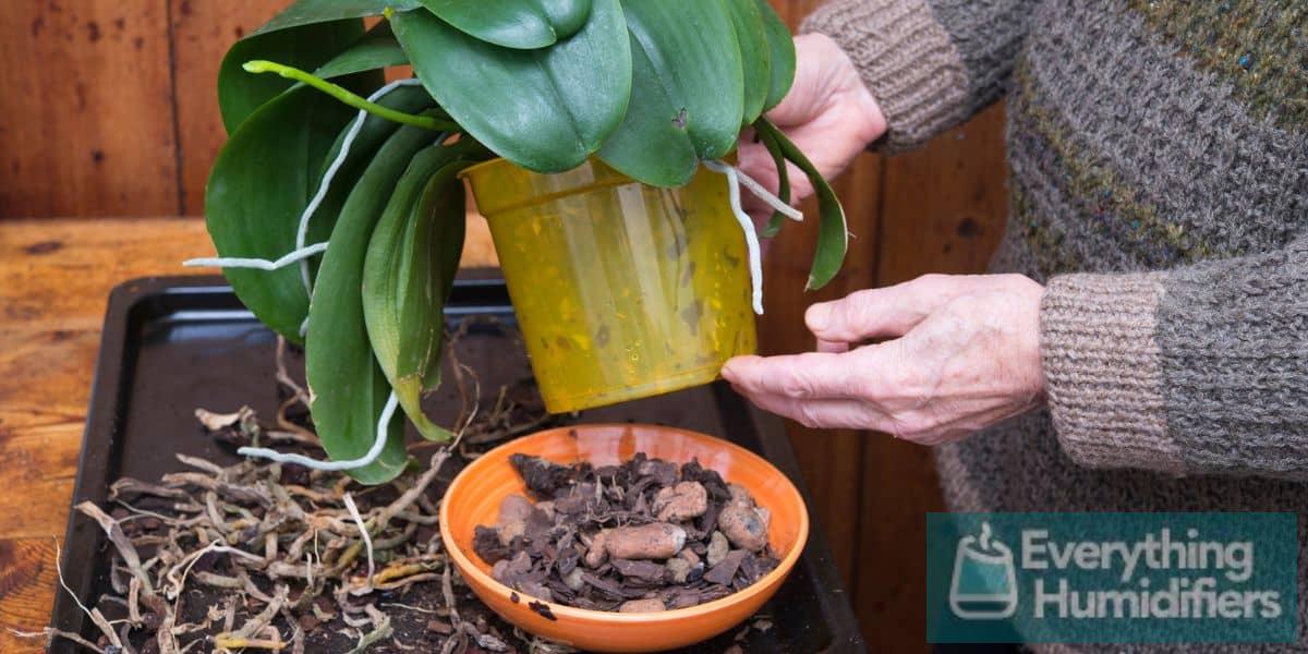 Do Humidity Trays Work for Orchids?